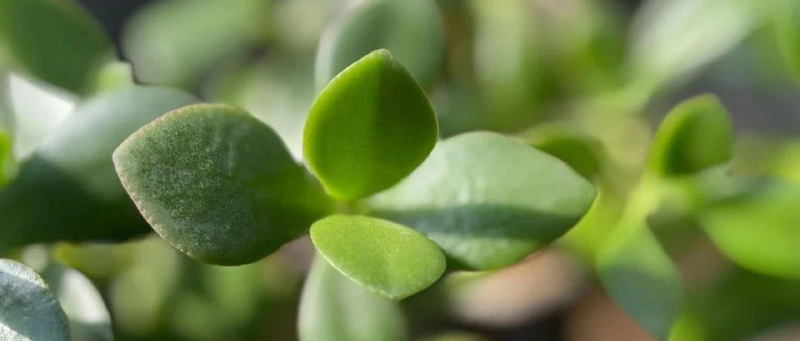 Featured image of post 绿你没商量