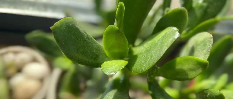 Featured image of post 承上启下