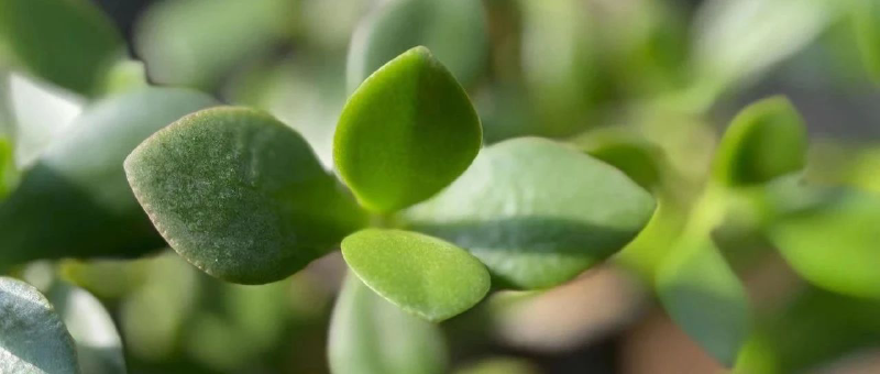 Featured image of post 没什么卵用