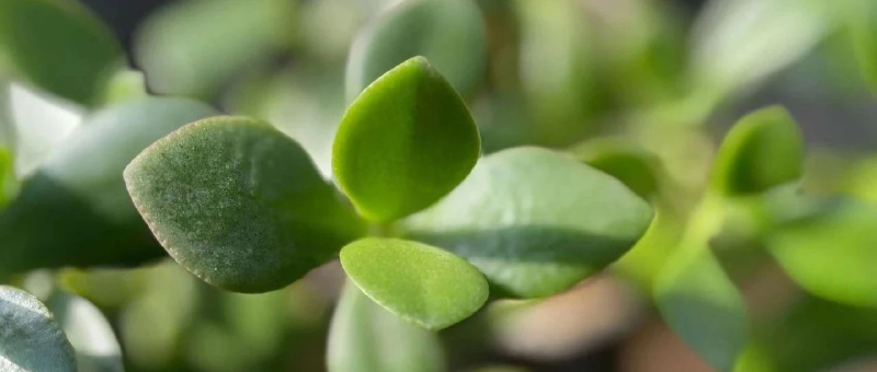 Featured image of post 被迫发红包