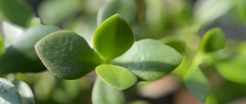 Featured image of post 不想当首富