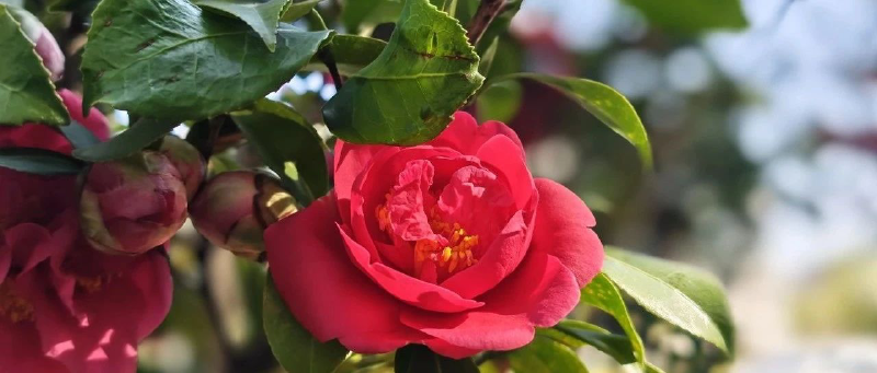 Featured image of post 红了一点点