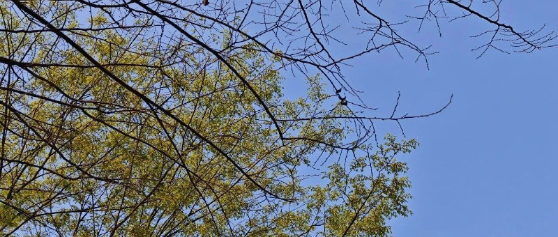 Featured image of post 小米被锤惨了