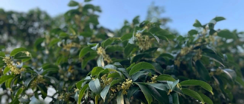Featured image of post 套在深秋？