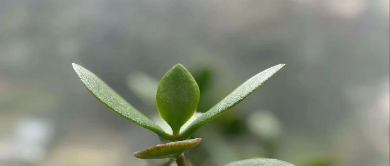 Featured image of post 降息